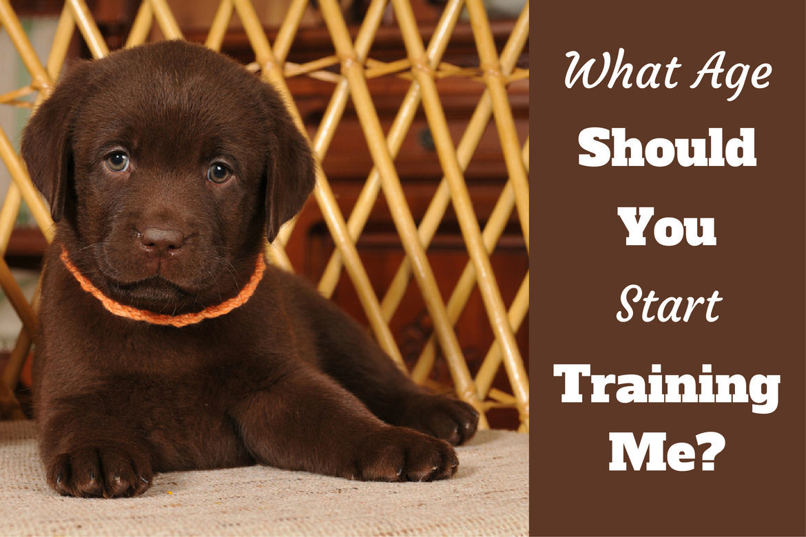 at what age should you start training your puppy