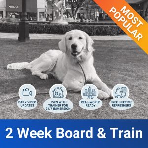 Best Dog Training in Georgia