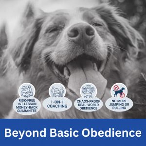 Best Dog Training in Georgia
