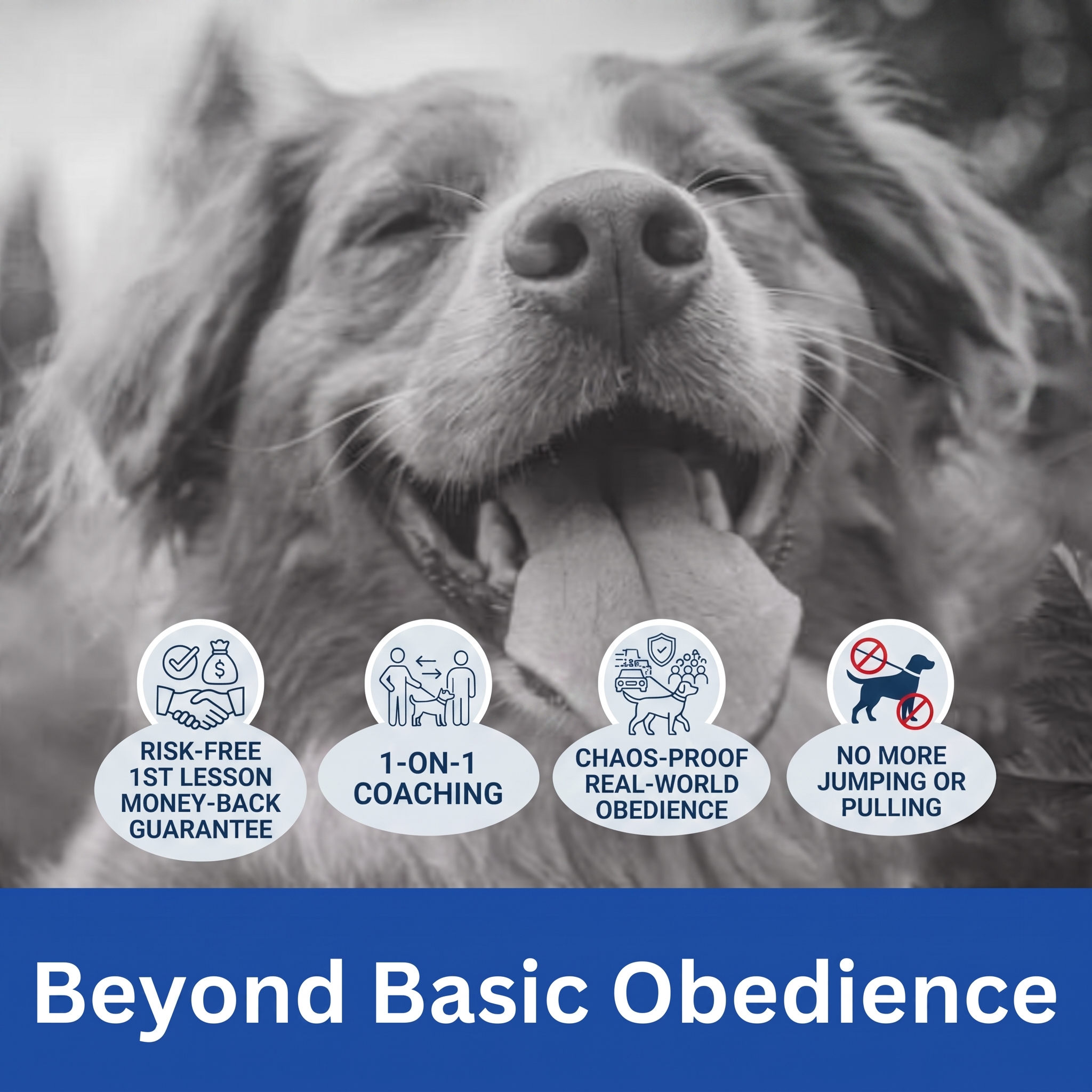 Beyond Basic Obedience | Off Leash K9 Training, Georgia Best Dog Training in Georgia