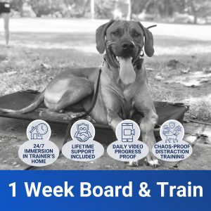 Best Dog Training in Georgia