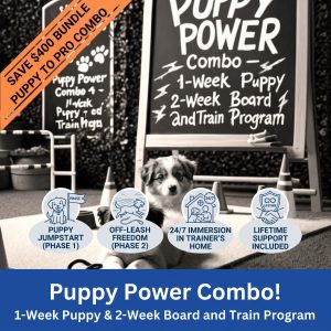 Best Dog Training in Georgia