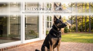 Blog | Off Leash K9 Training, Georgia Best Dog Training in Georgia